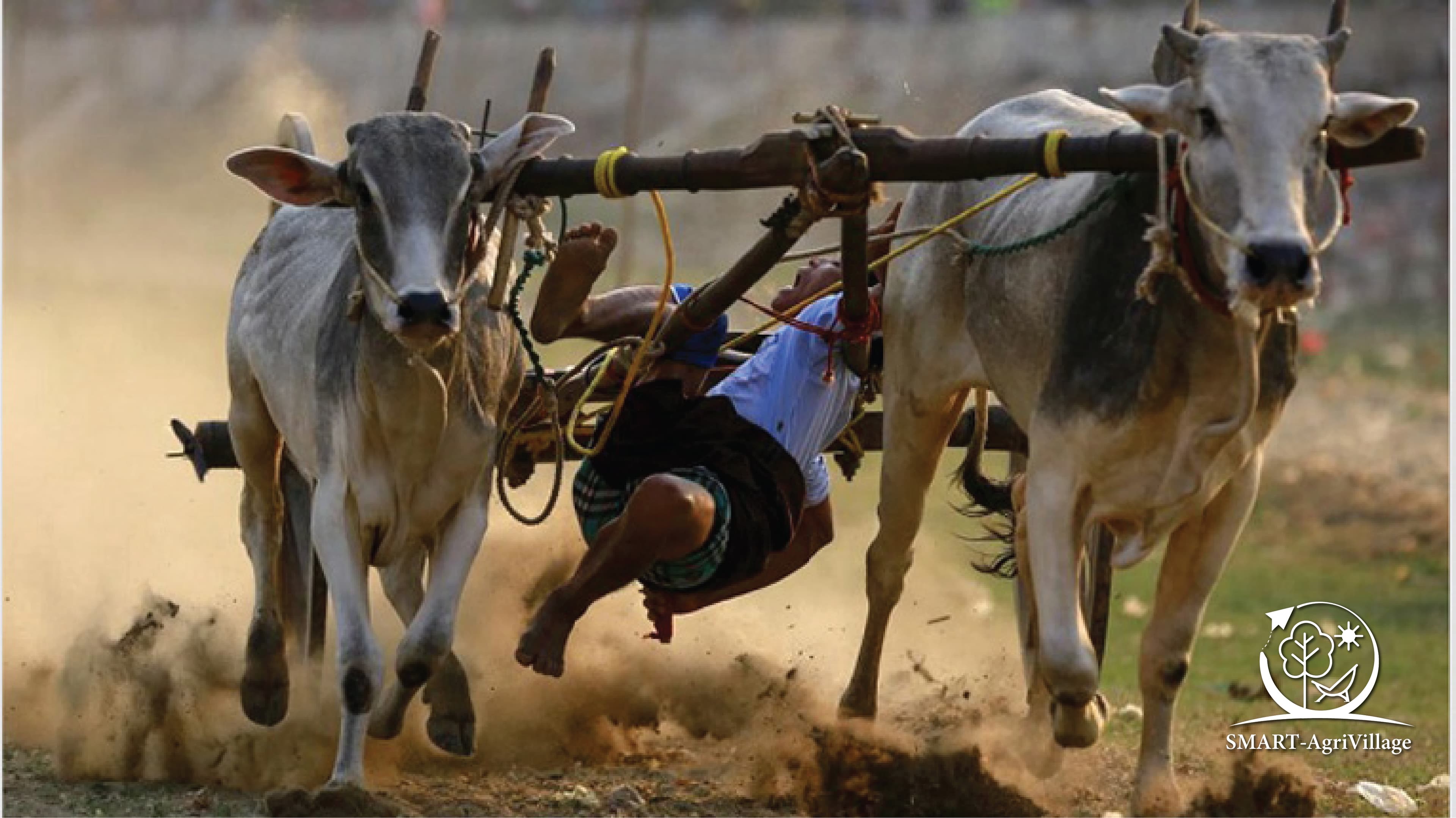 গরুর গাড়ির দৌড় প্রতিযোগিতা (Bullock Cart Race)