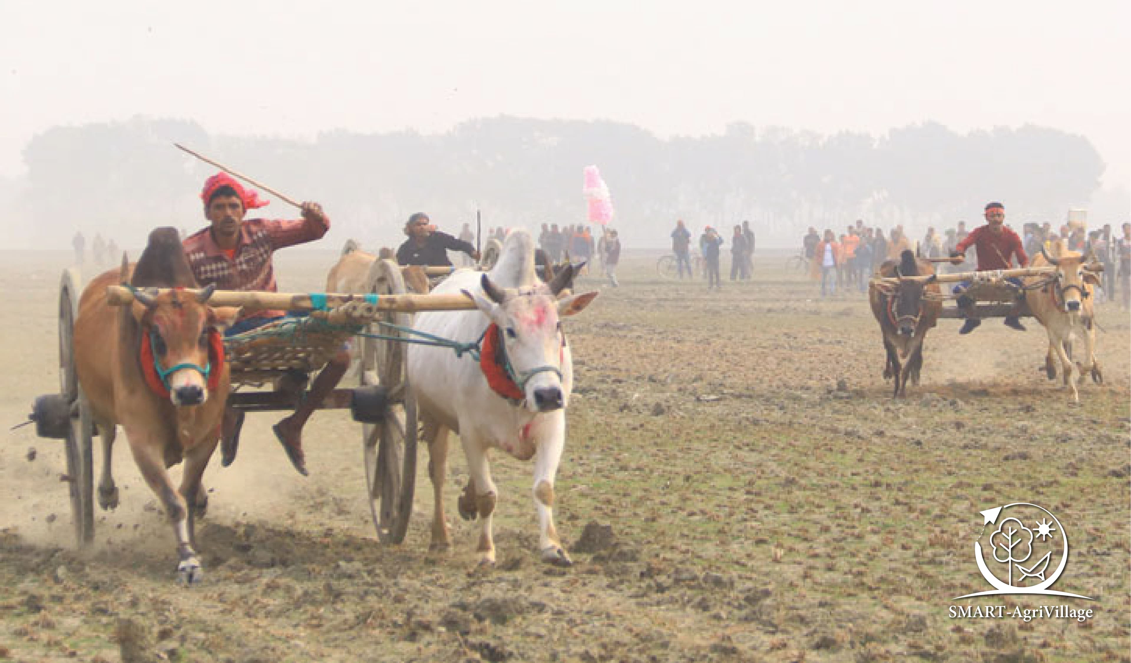 গরুর গাড়ির দৌড় প্রতিযোগিতা (Bullock Cart Race)