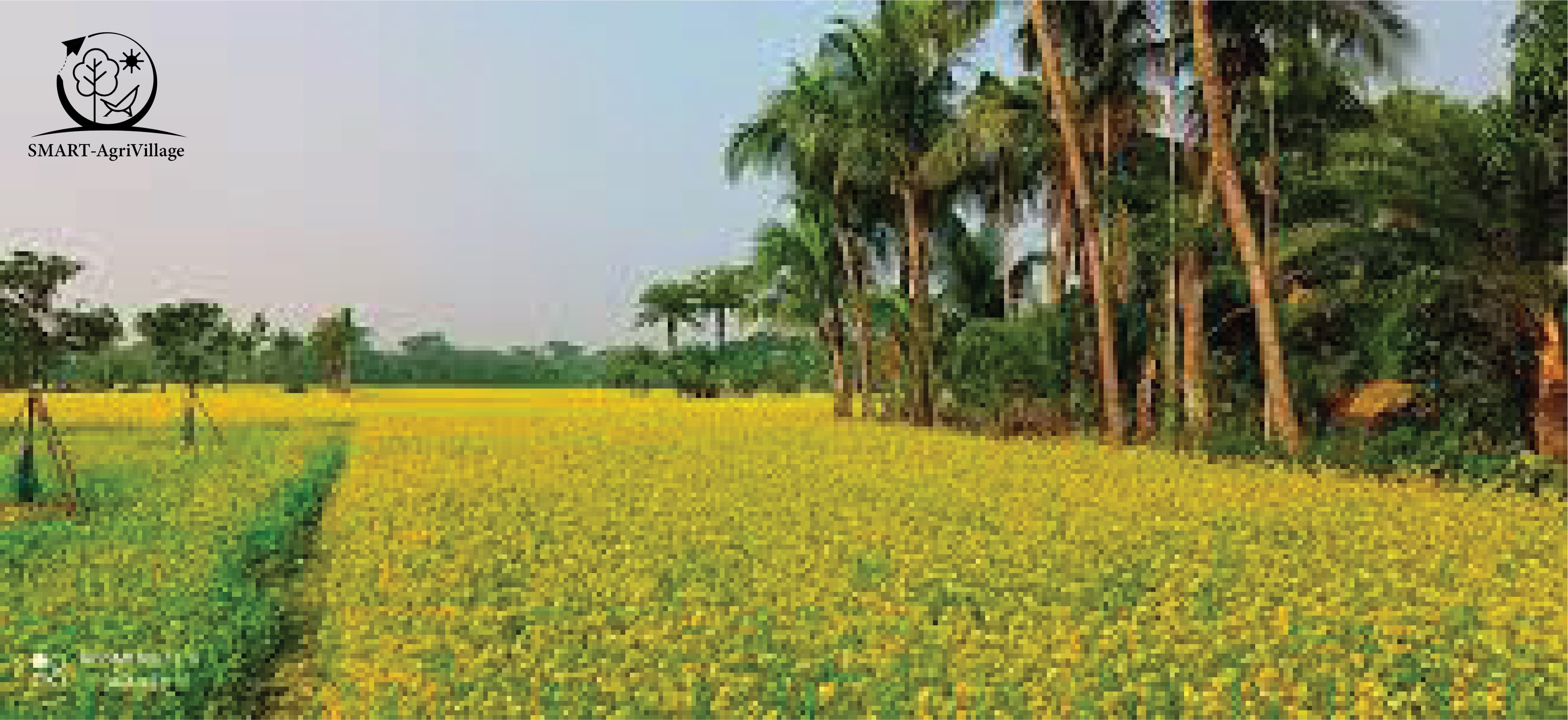 সরিষা মেলা (Mustard Fair)