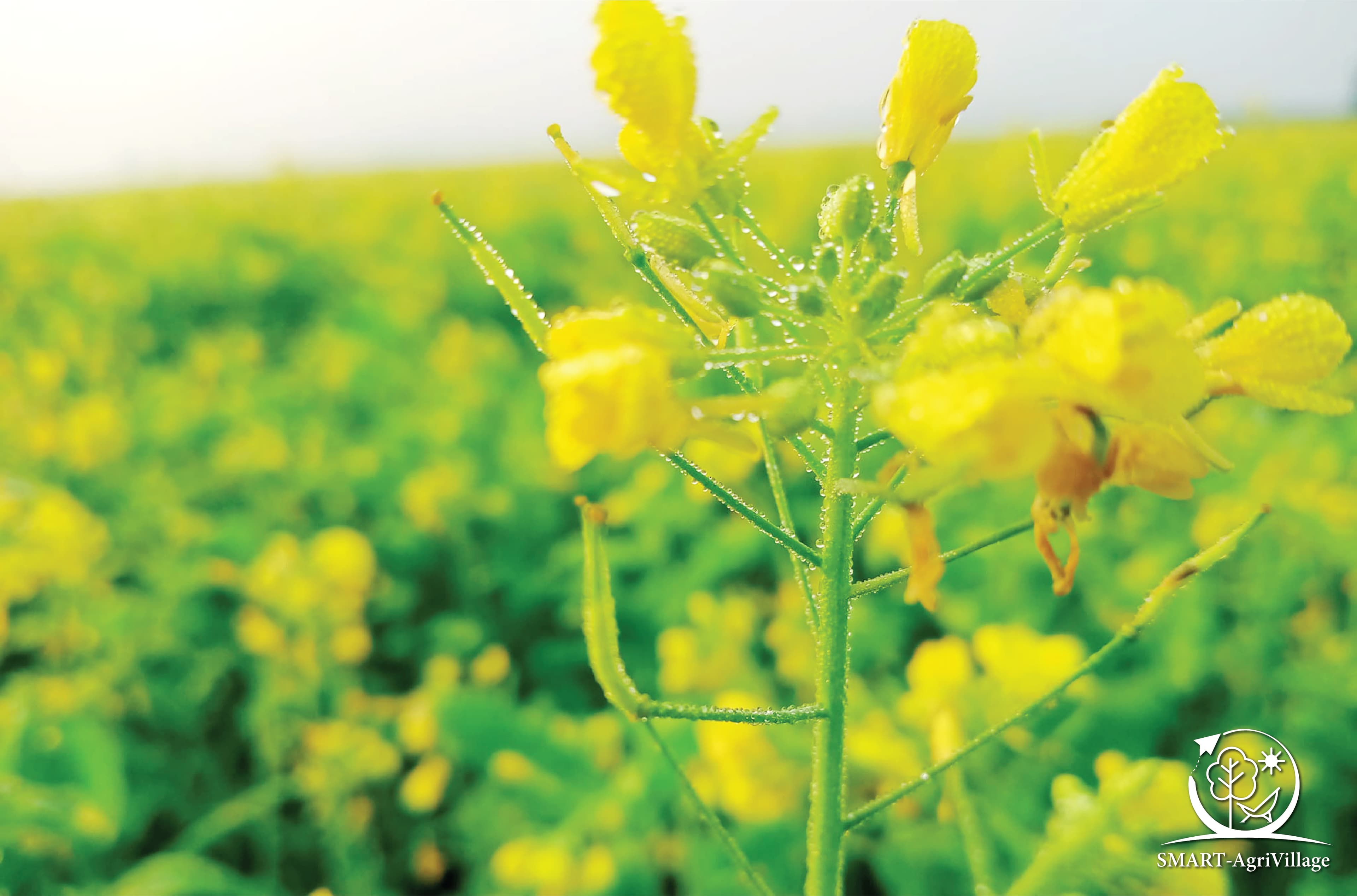 সরিষা মেলা (Mustard Fair)