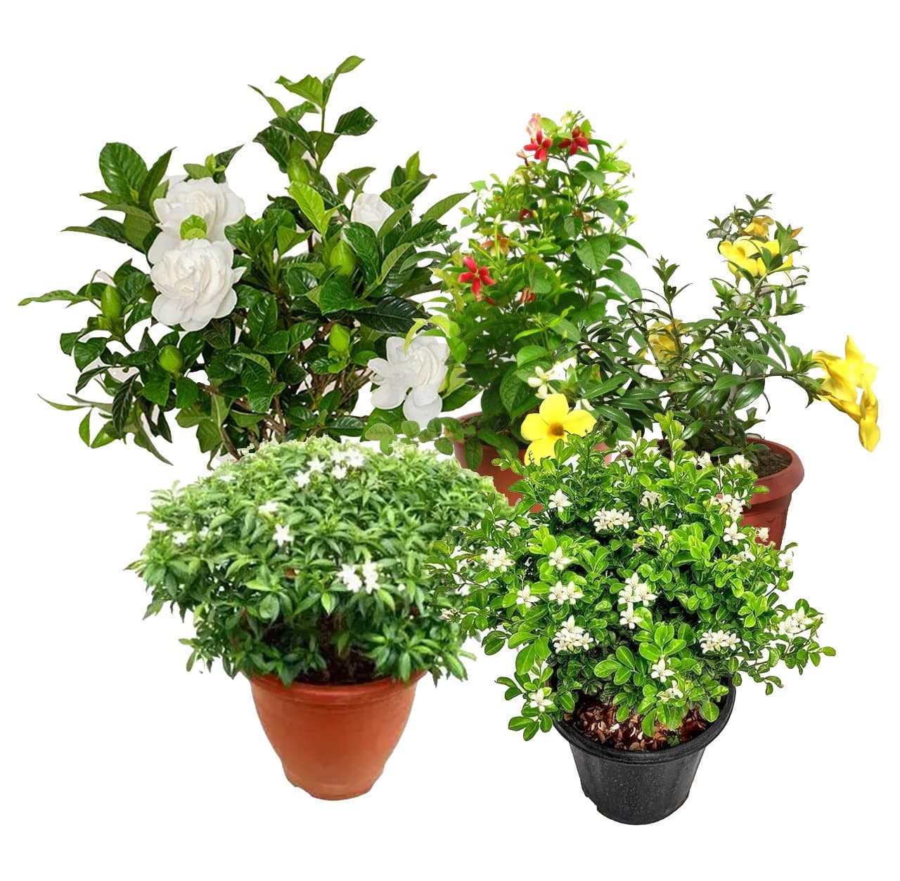 All Seasonal Flower Plants(Hybrid Kamini, Gondhoraj Flower, Chinese Tagor, Madobi Lata/ Madhumalti, Allamanda)