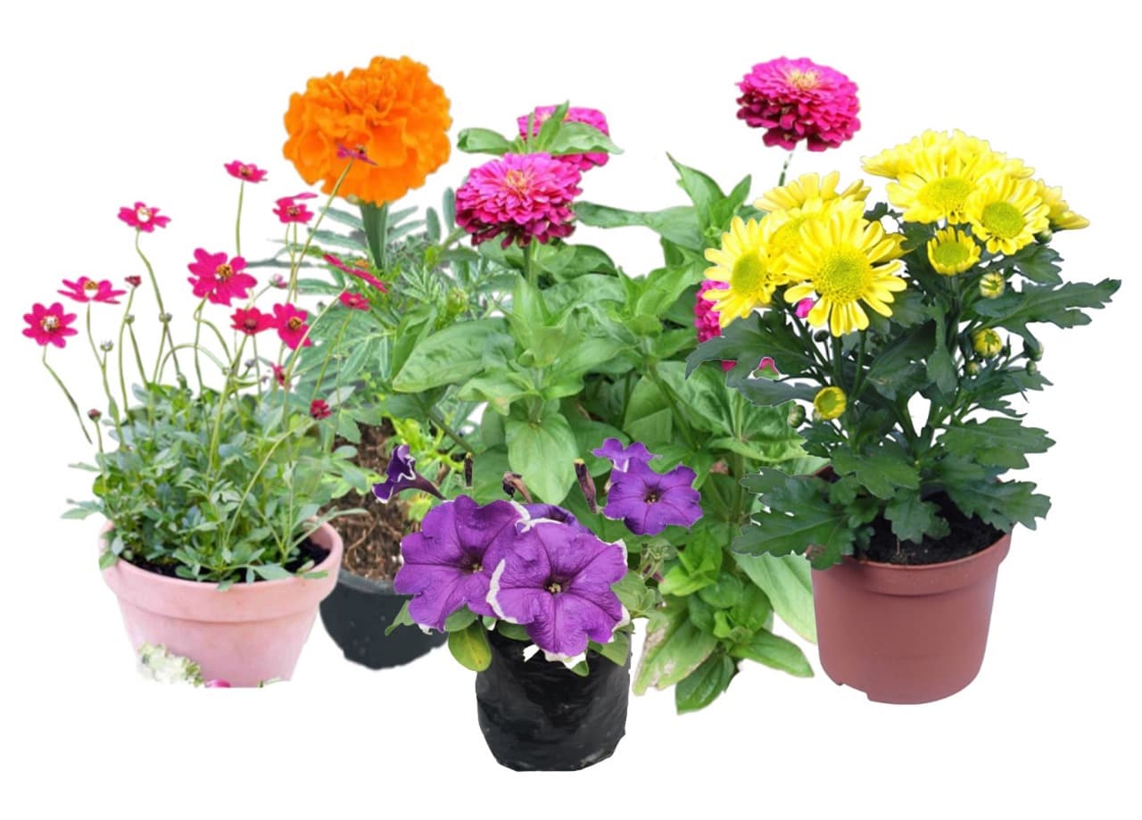 Winter Flower Plants(Marigold, Zinnia, Petunia, Cosmos, Daisy)