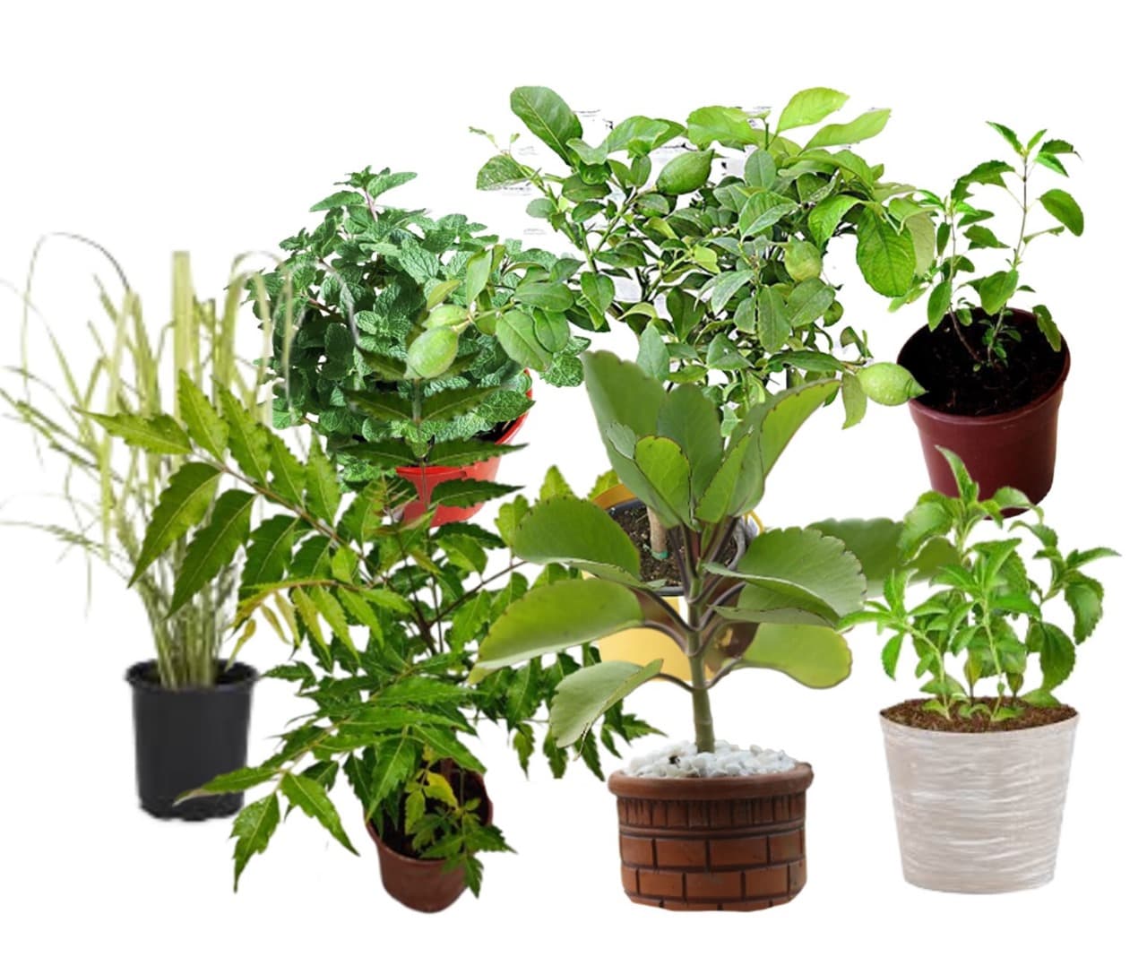 Herbal Plants(Lemon Tree, Curry Leaves, China Grass, Neem, Stevia/Diabetes Plant, Pathorkuchi, Tulsi, Mint)