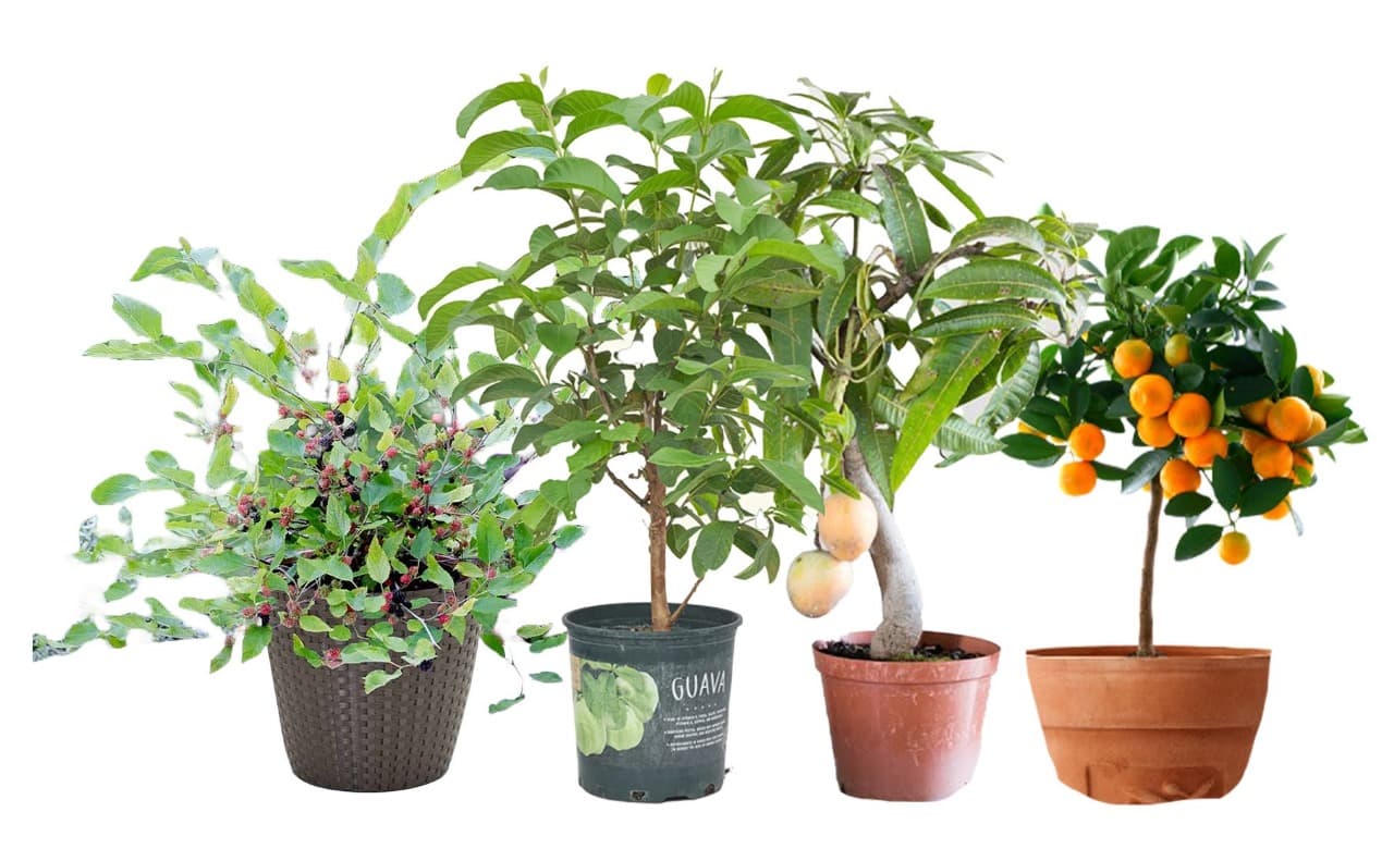 Fruit Plants( Hybrid Mango, Mulberry, Orange, Guava)