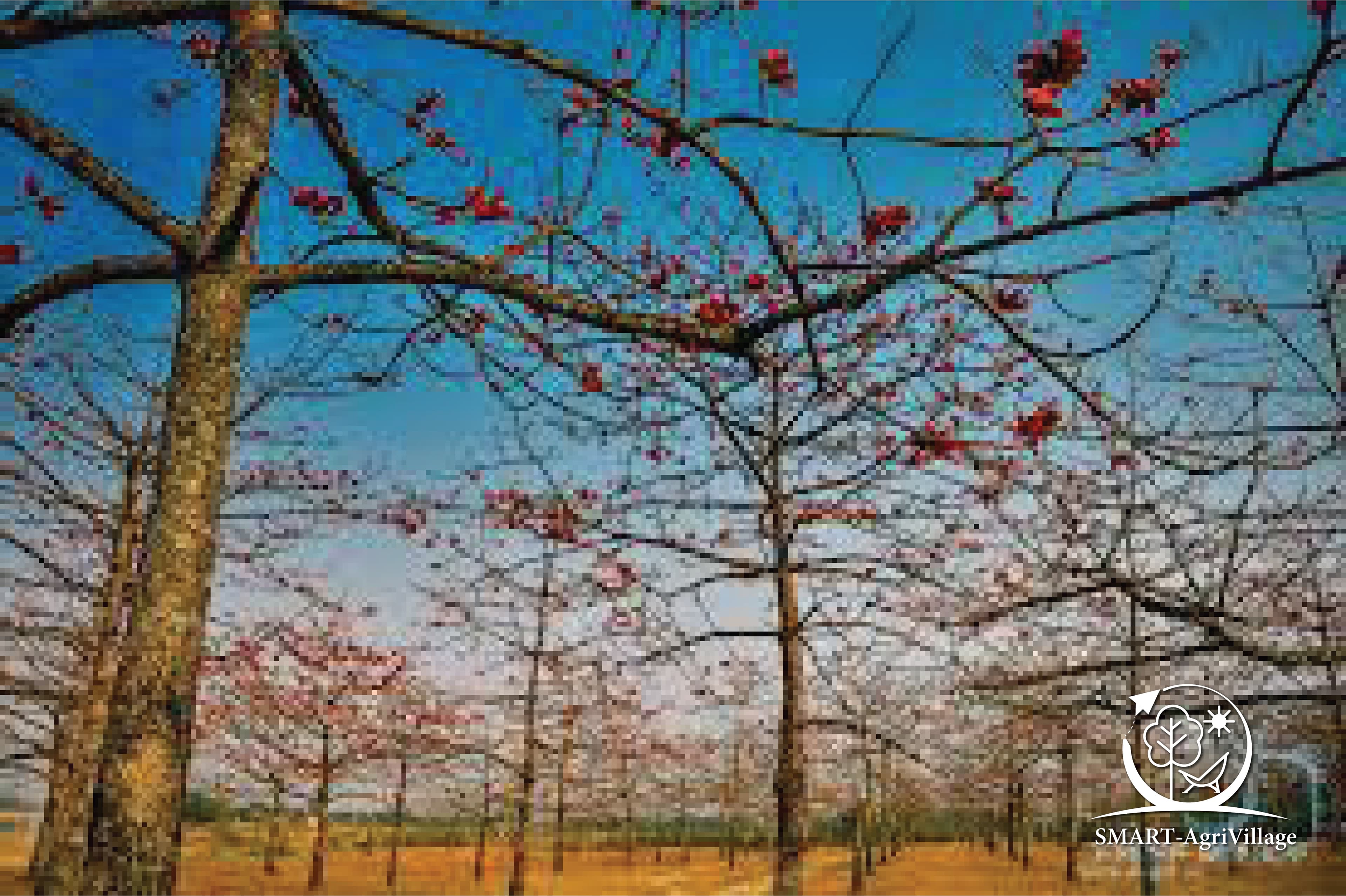 Shimul Bagan (Silk Cotton Forest)