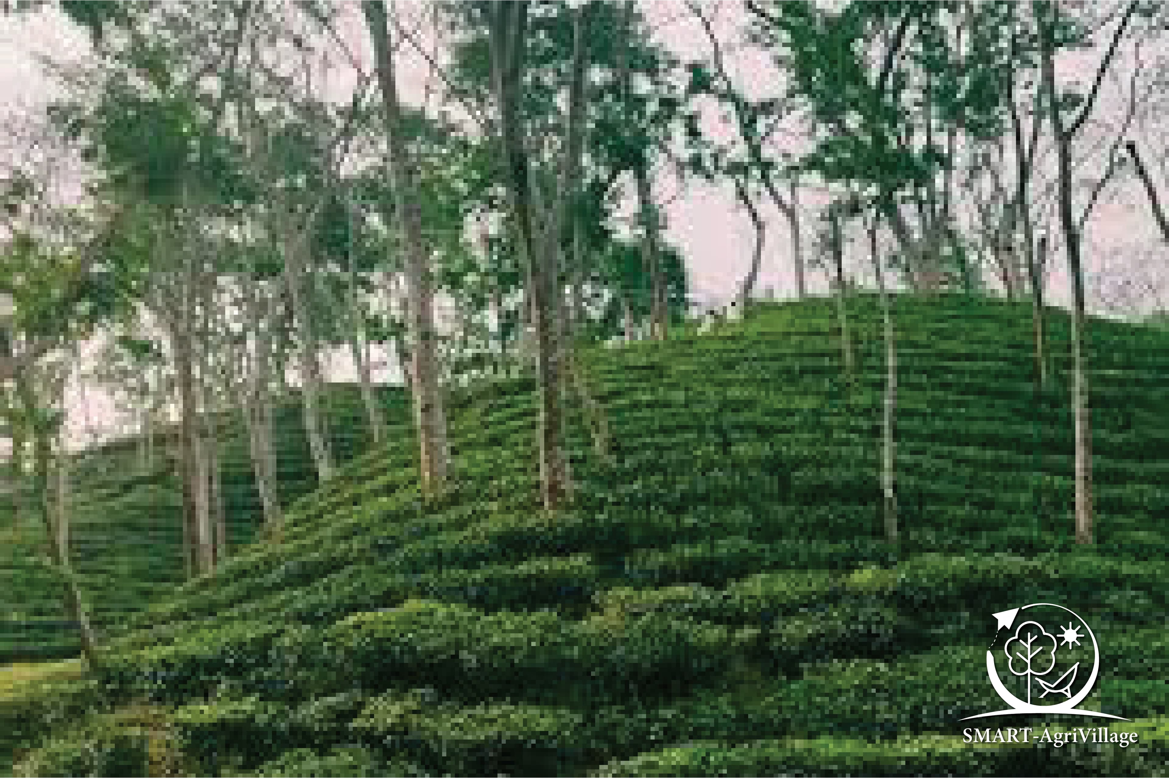 Tea Gardens Eco-Tour