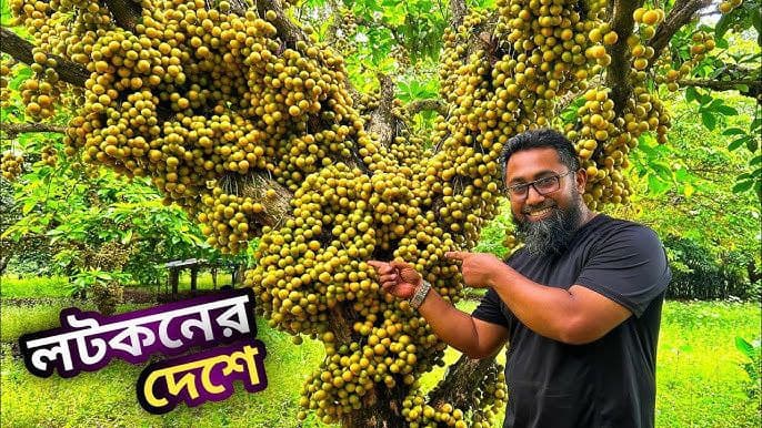লটকন বাগান (Lotkon Bari)